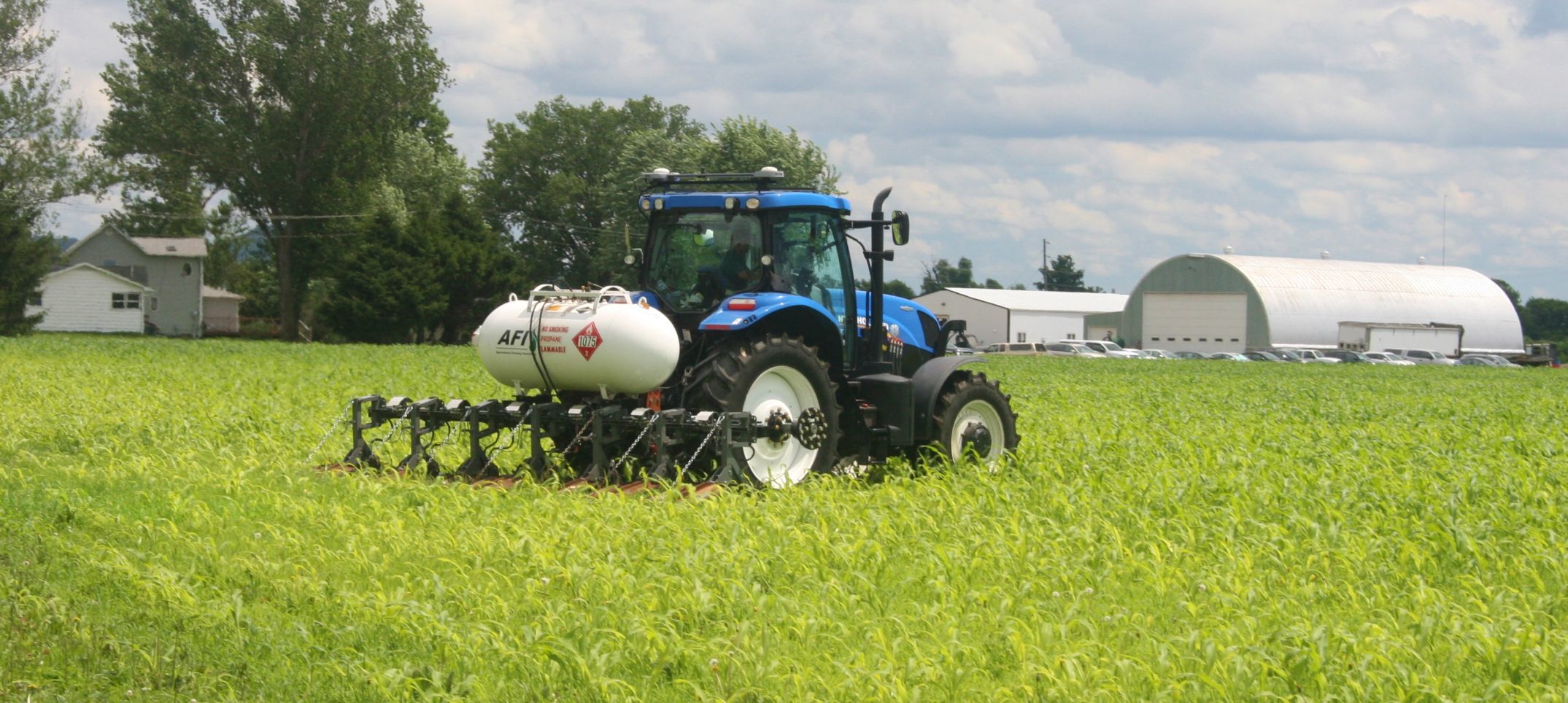 A flame weeder is used to control weeds in an open-pollinated corn crop.